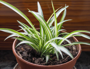 Indoor Spider Plant