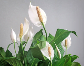 Peace Lily Indoor Plant