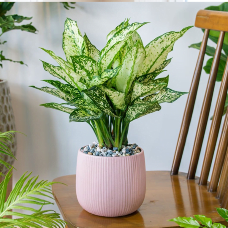 Aglaonema Chinese Evergreen Indoor Plant 3