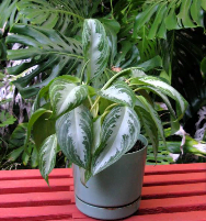 Aglaonema (Chinese Evergreen)