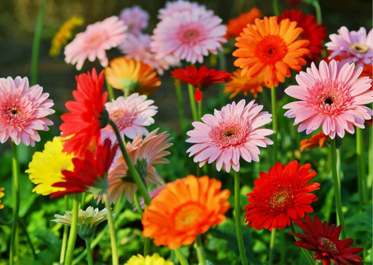 Barberton Daisy Gerbera jamesonii Indoor Plant3