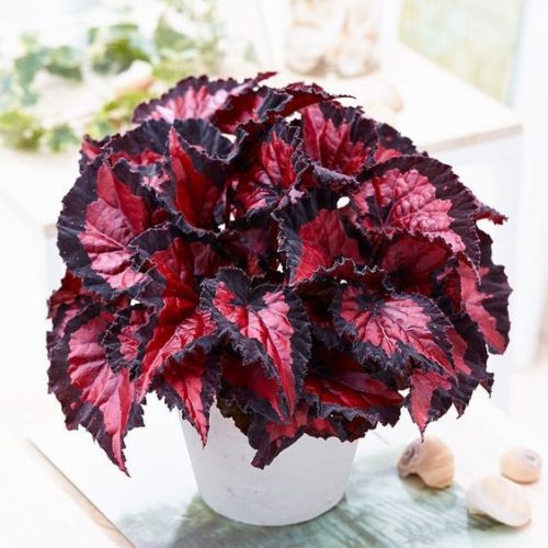 Rex Begonia Indoor Plant