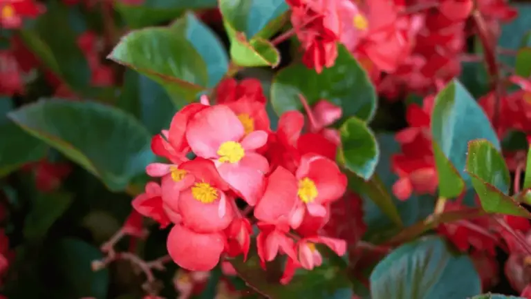 Begonia Various species4