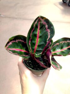 Captivating Calathea