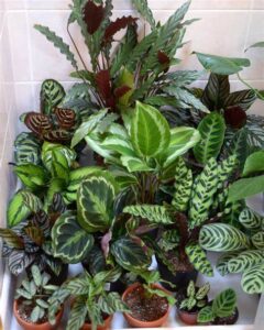 Captivating Calathea