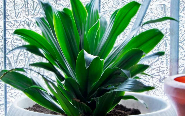 Cast Iron Plant Aspidistra elatior2