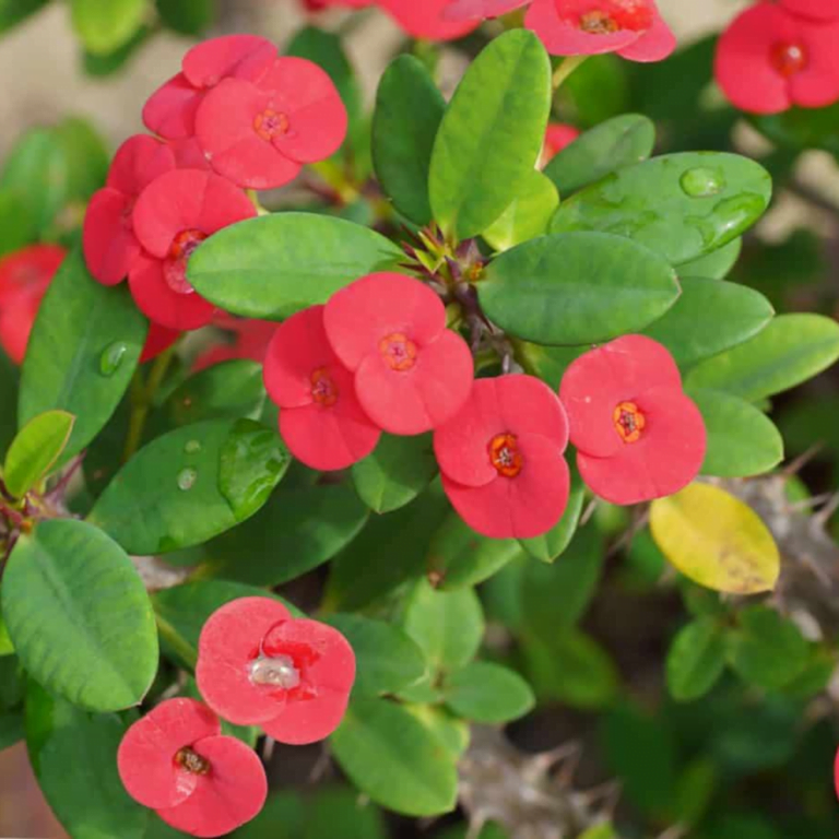 Crown of Thorns Euphorbia milii Indoor Plant