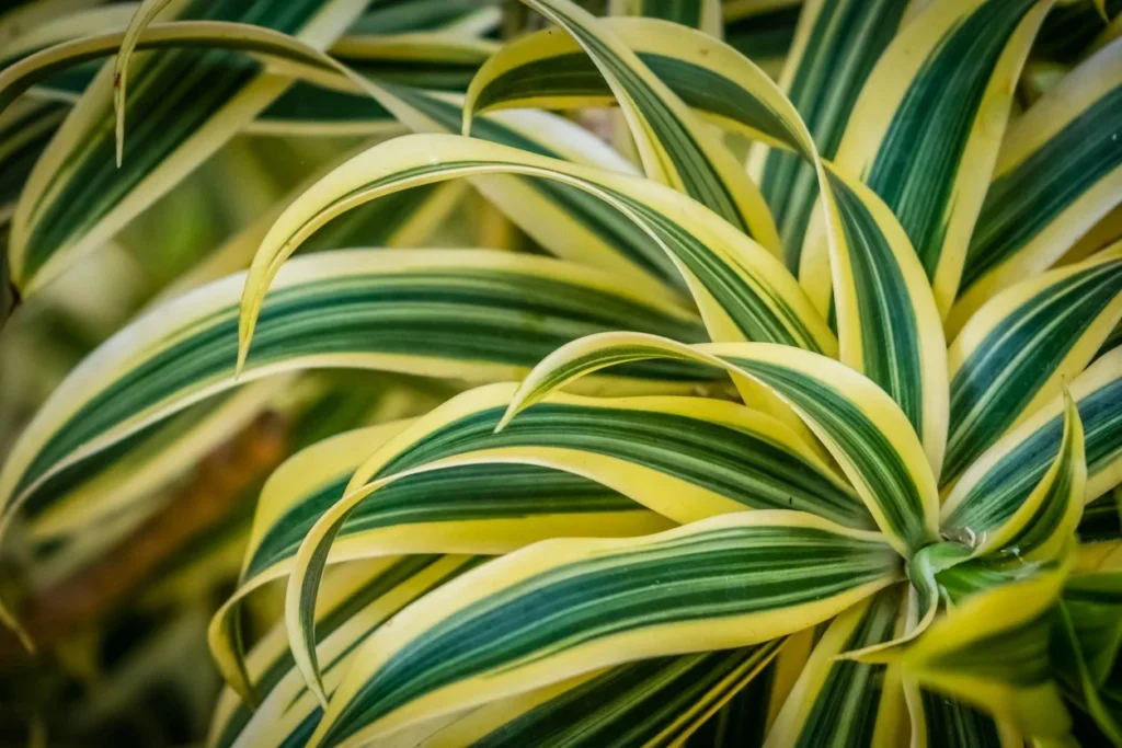 Indoor Plant Dracaena