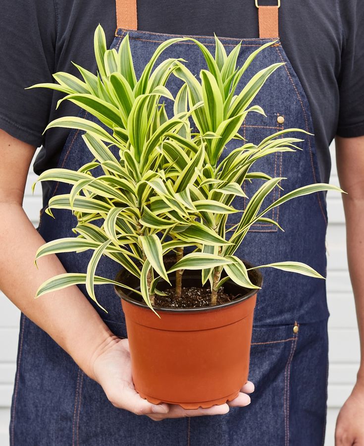 Indoor Plant Dracaena