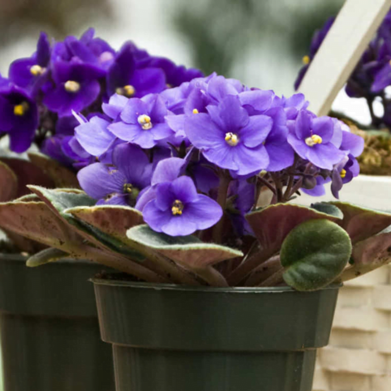 Indoor Plant African Violet Saintpaulia2