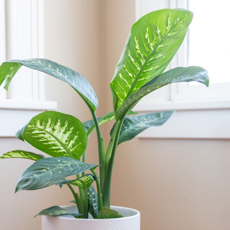 dumb cane plant care