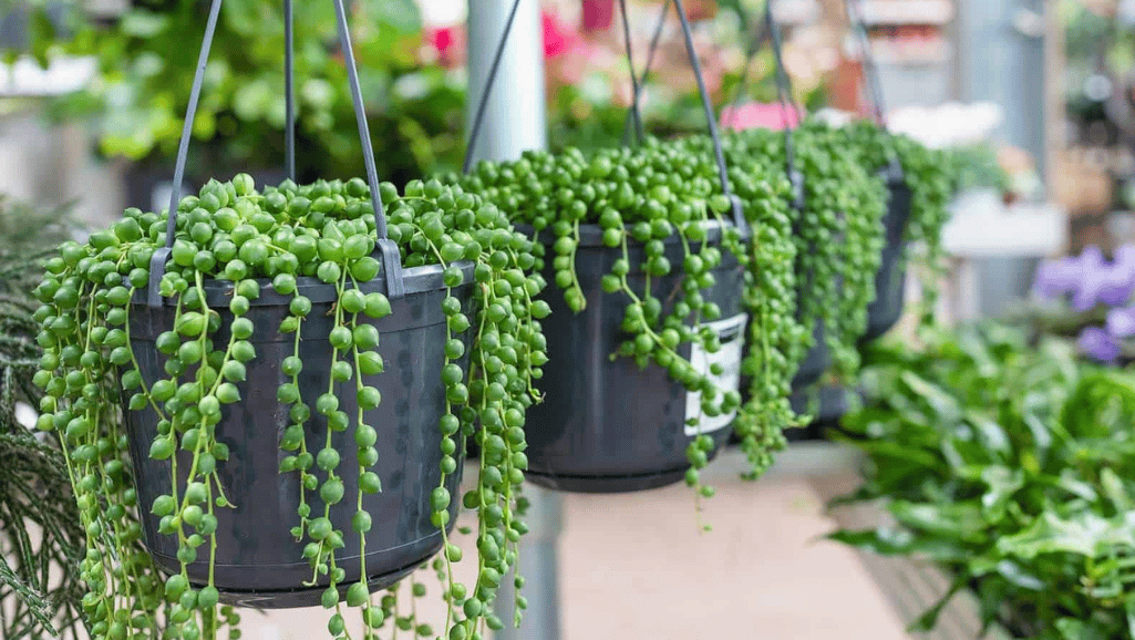 indoor plant string of pearls