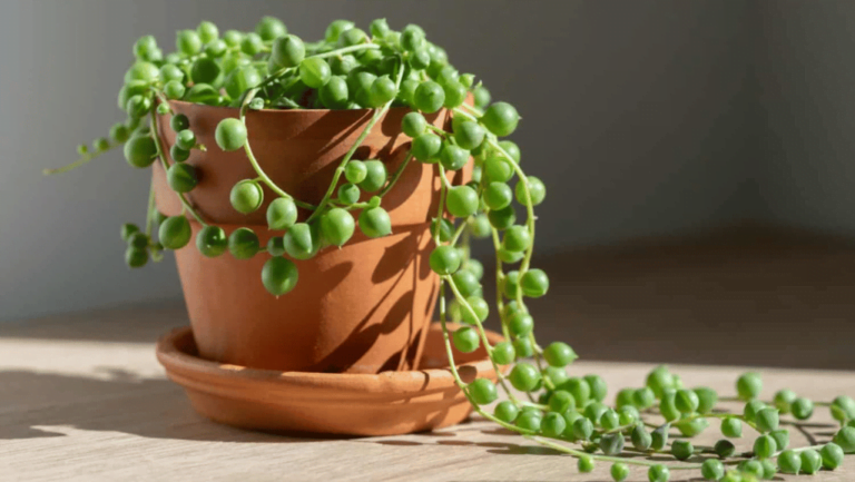 Indoor Plant Pearls2