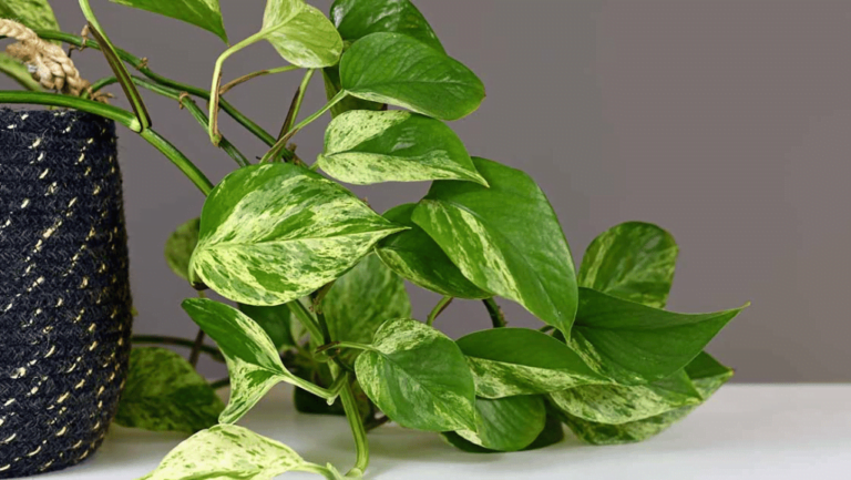 Indoor Plant Pothos 1