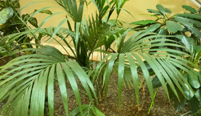 Indoor Plant The Graceful Kentia Palm5