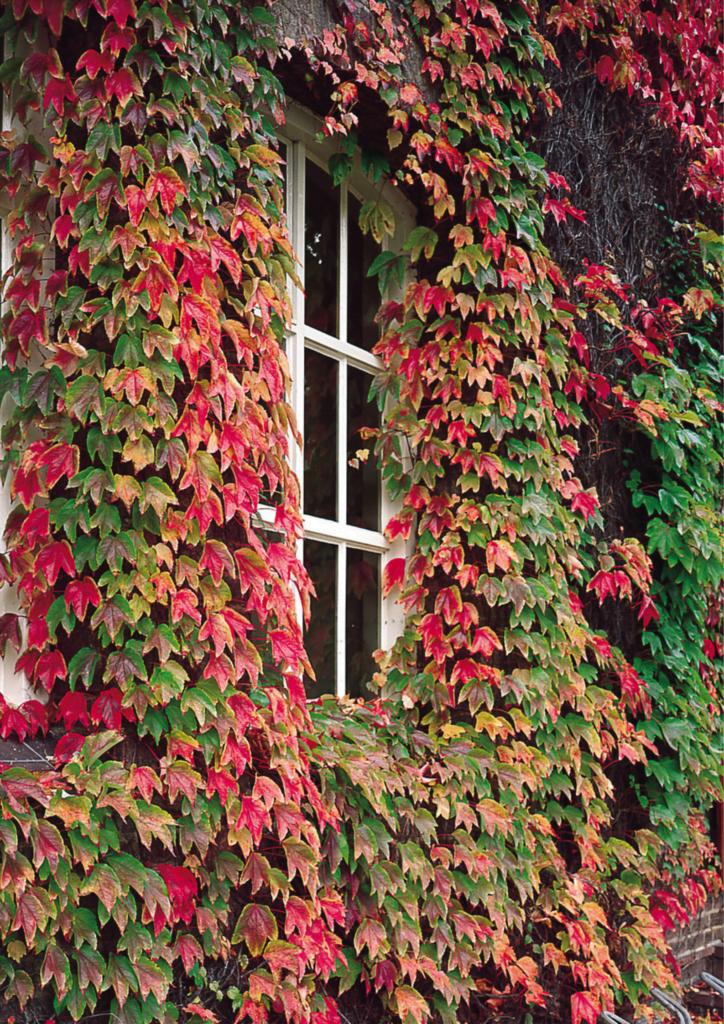 Boston Ivy Plant