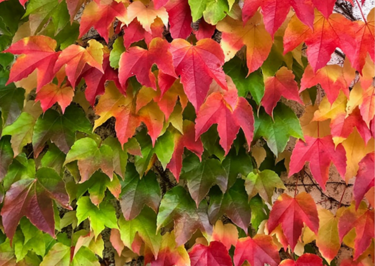 Indoor Plant The Versatile Boston Ivy2