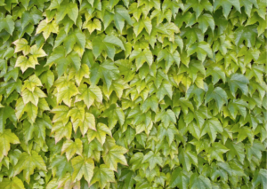 Boston Ivy Plant