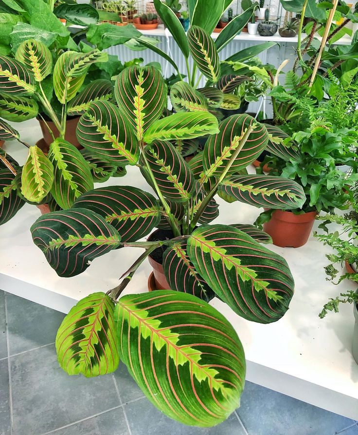 Maranta Plants