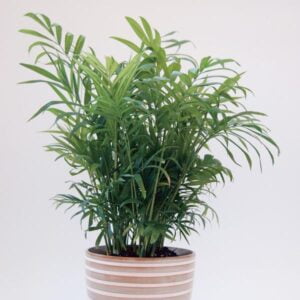 Indoor Plant Parlor Palm