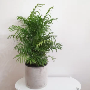 Indoor Plant Parlor Palm