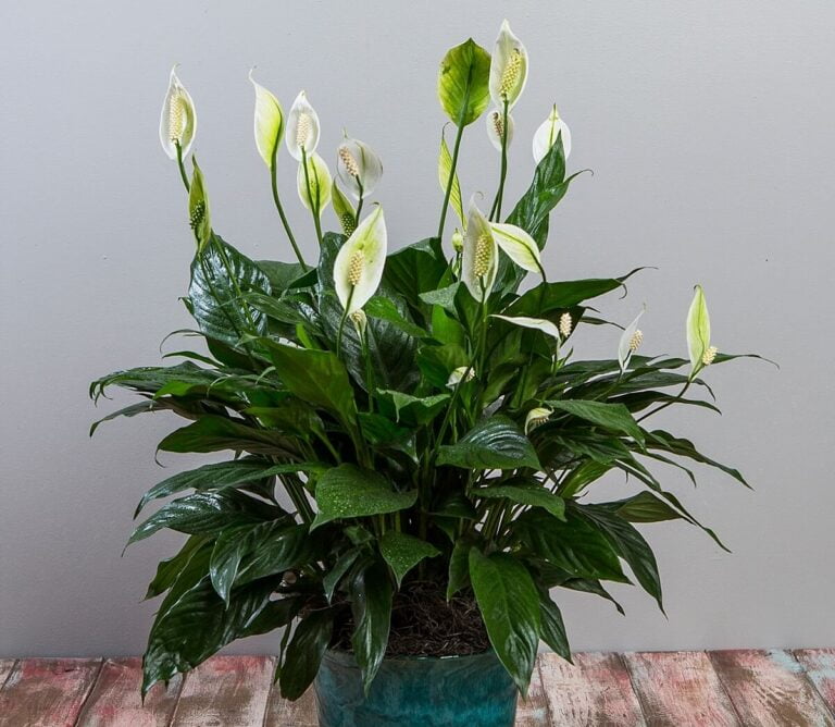 Peace Lily Spathiphyllum e1697948665634