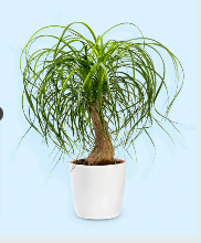 large ponytail palm