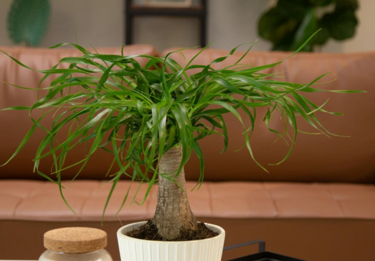 large ponytail palm