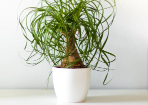 large ponytail palm