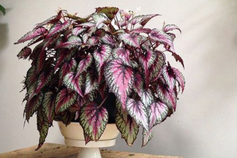 Rex Begonia Indoor Plant