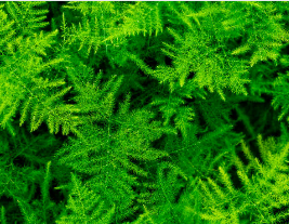 Asparagus Ferns Indoor Plant