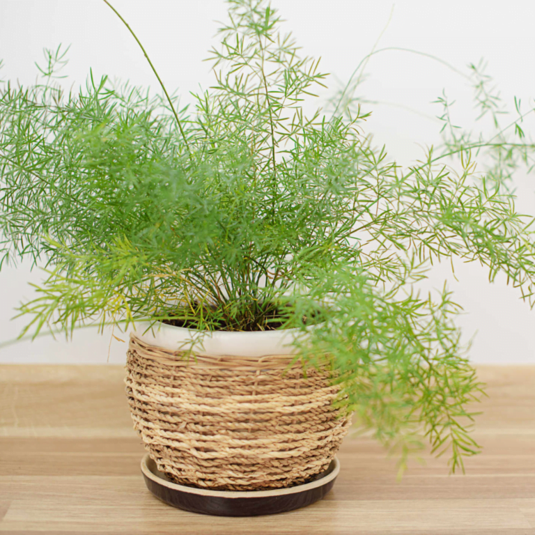 Asparagus Ferns Indoor Plant