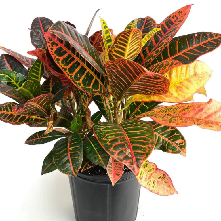 The Croton Codiaeum variegatum 1