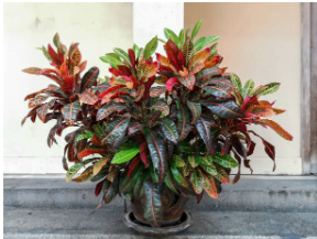 The Croton Codiaeum variegatum