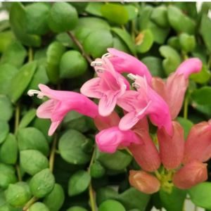 Lipstick Plant