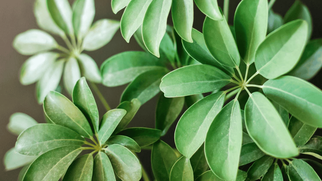 Schefflera