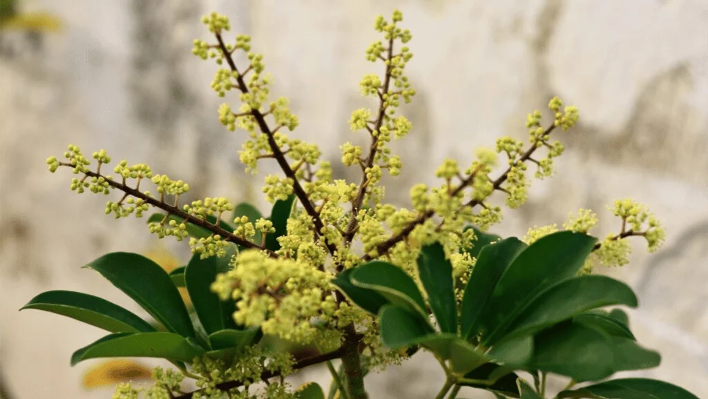 Schefflera