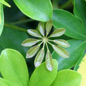 The Schefflera4