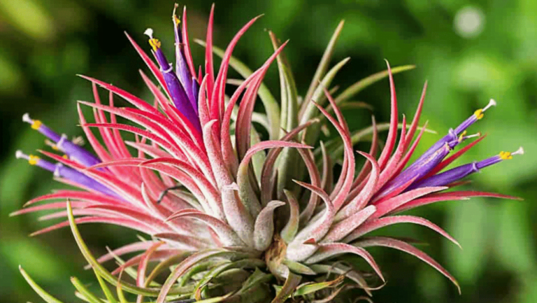 Tillandsia Air Plants