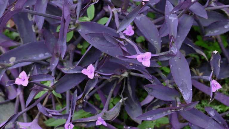 Wandering Jew2