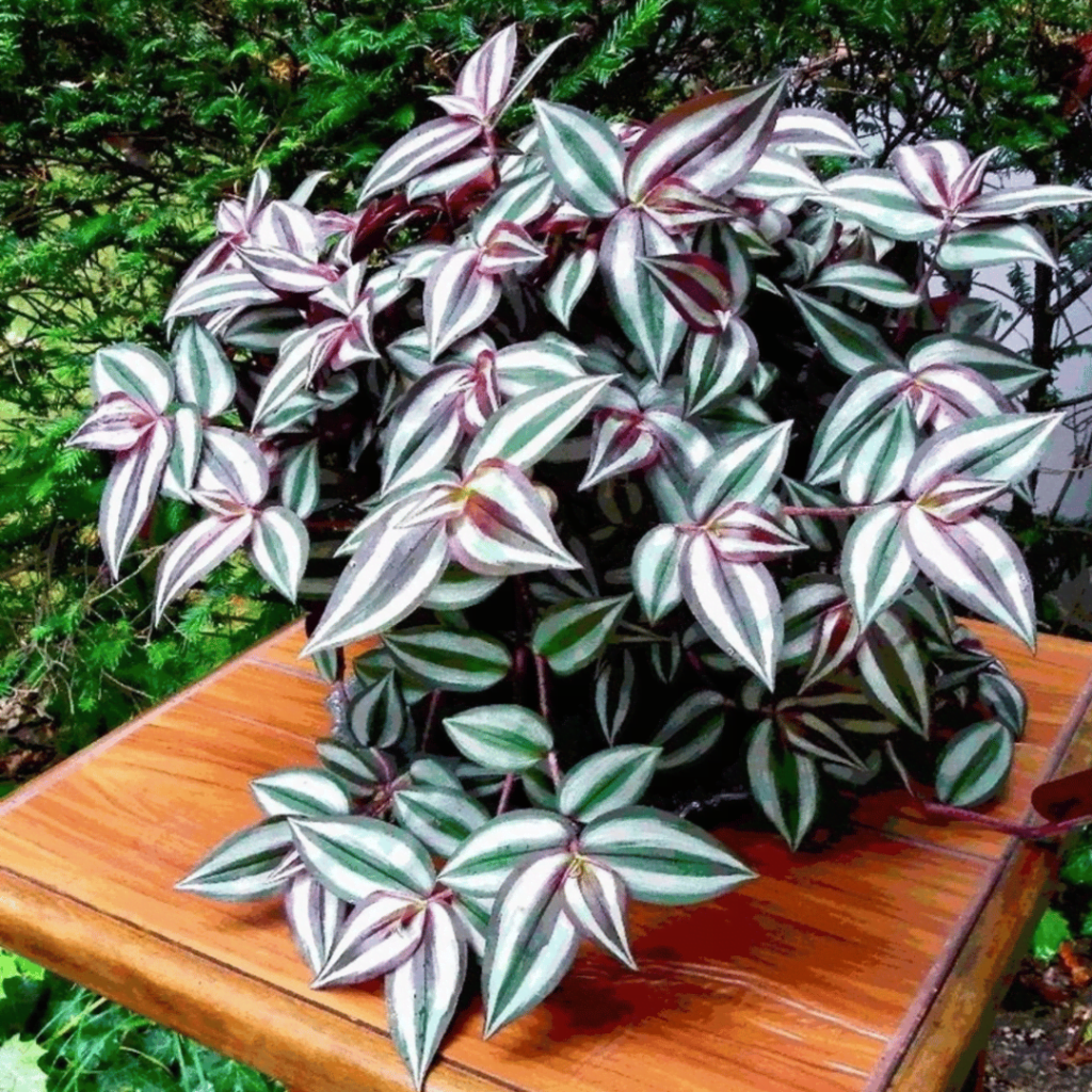 Indoor Plant Wandering Jew