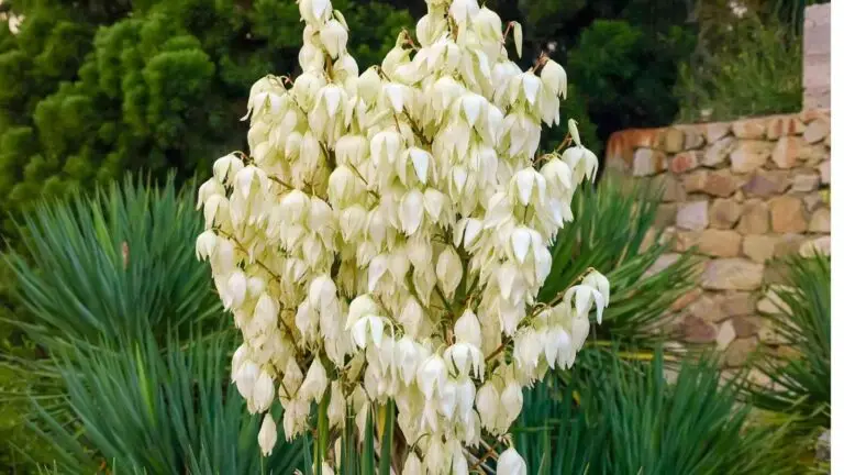 Yucca Plant