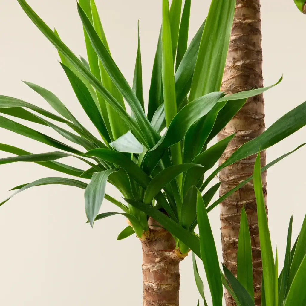 Indoor Plants Yucca