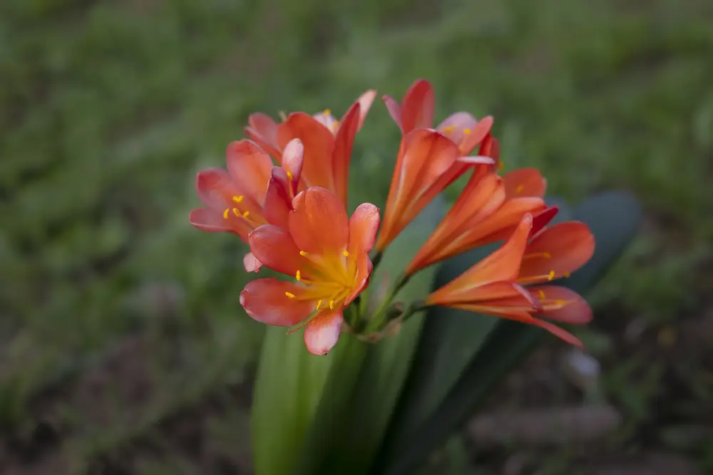 Clivia Miniata