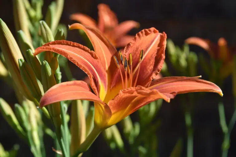 gorgeous orange yellow daylily spring