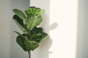 Fiddle Leaf Fig