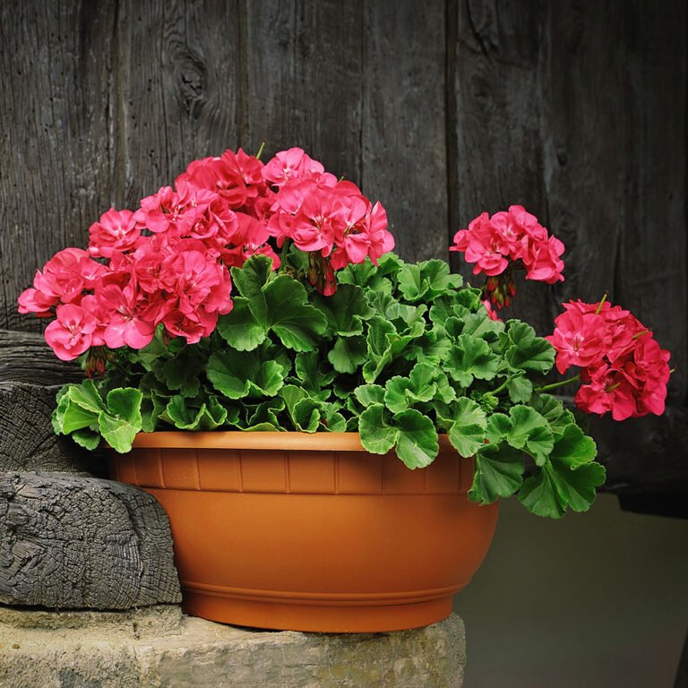 how to grow geraniums 2022 hero