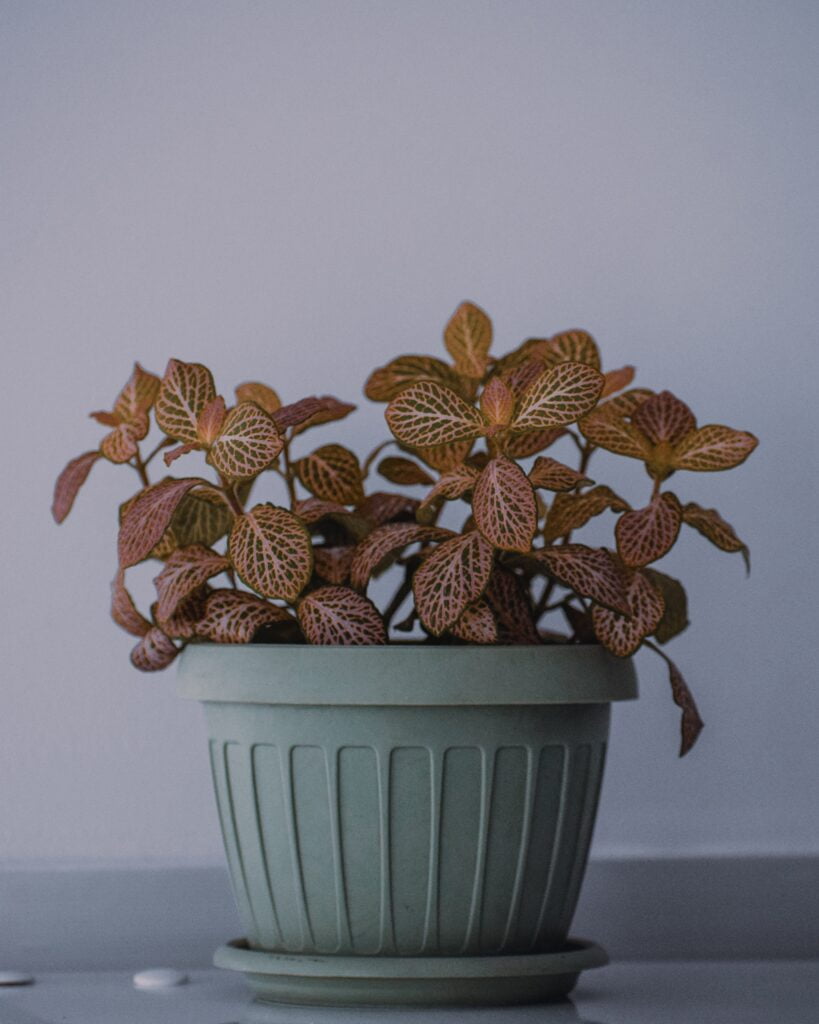 Fittonia (Nerve Plant)