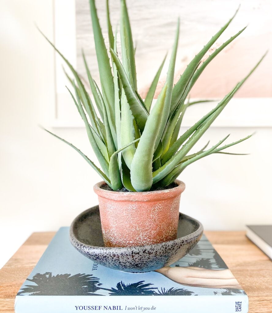 big aloe vera plant