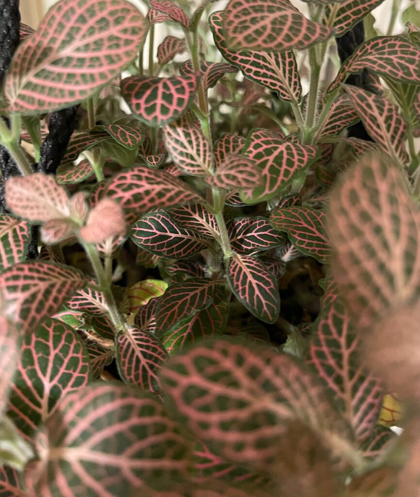 Fittonia (Nerve Plant)